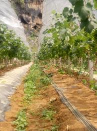 百色靖西市30亩果园经营权转让