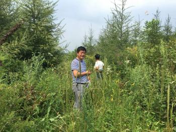 鸡西鸡东县 1035亩 有林地 经营权转让