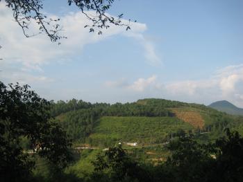 大理永平县 300亩 有林地 经营权转让