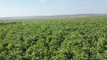 锡林郭勒盟锡林浩特市 4000亩 水浇地 经营权出租