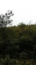 桂林全州县 3000亩 乔木林地 经营权转让