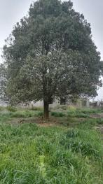 遵义遵义县 35亩 果园 经营权转让