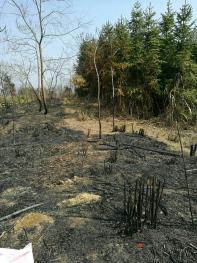 桂林荔浦市 300亩 其它林地 经营权出租