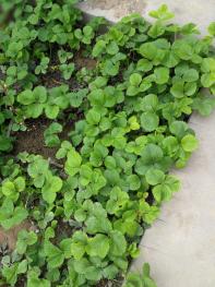 1387石家庄栾城区380平米宅基地使用权出租