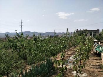 锦州古塔区 10亩 果园 经营权转让