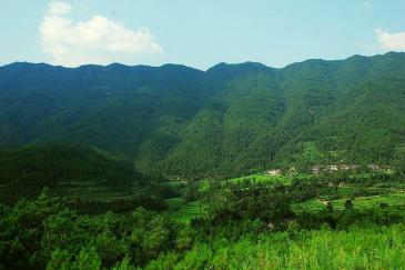 巴中通江县 600亩 荒山 经营权出租