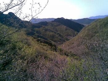 承德隆化县 4000亩 灌木林地 经营权合作