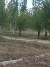 朔州山阴县 500亩 有林地 经营权合作