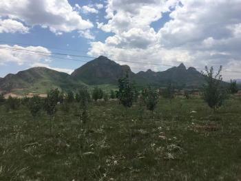 葫芦岛南票区 50亩 其它林地 经营权转让