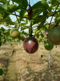 泉州南安市35亩果园转让