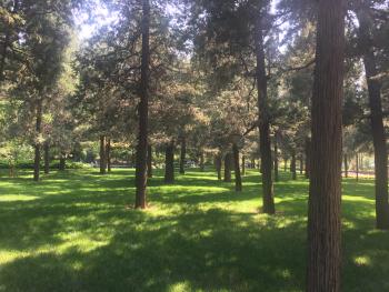 四平伊通满族自治县 600亩 有林地 经营权转让