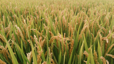 六安舒城县 500亩 水田 经营权出租