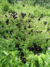 巴中通江县 1500亩 乔木林地 经营权合作