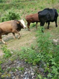 襄阳市谷城县 2238亩 农场 使用权转让