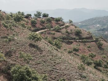 大理漾濞彝族自治县 1100亩 乔木林地 经营权转让