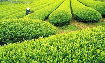 九江修水县 50亩 茶园 经营权转包