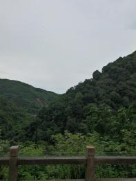 临汾吉县 1500亩 有林地 经营权合作