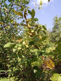 宝鸡麟游县 5000亩 乔木林地 经营权转让