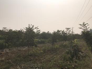 唐山开平区 130亩 有林地 经营权转让