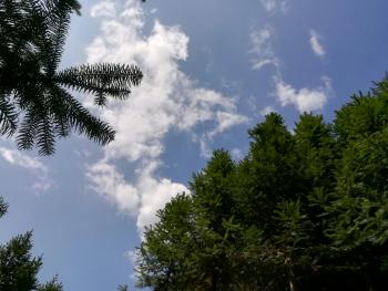 赣州龙南县1600亩有林地经营权转让