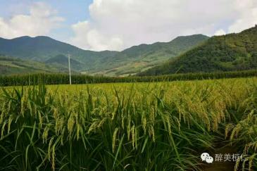本溪桓仁满族自治县 500亩 水田 经营权出租
