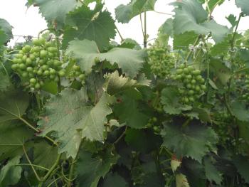 许昌建安区 500亩 果园 经营权转让