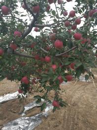 临汾隰县 10亩 果园 经营权合作