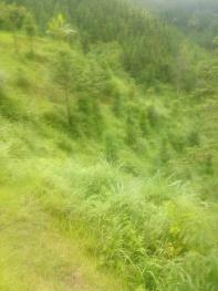 黔东南榕江县 60亩 有林地 经营权转让