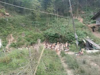 郴州资兴市 300亩 有林地 经营权出租