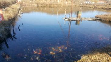 丹东振兴区 4亩 水产养殖用地 经营权转让