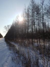 鸡西密山市 100亩 有林地 经营权转让