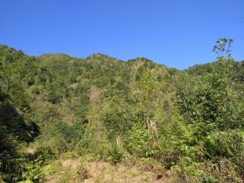 来宾金秀瑶族自治县 1101亩 有林地 经营权转让