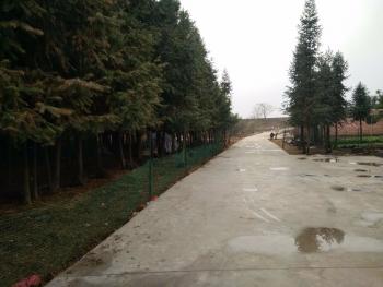 鹰潭余江县 300亩 有林地 经营权出租（YJ0012）