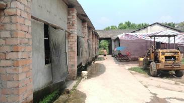 乐山  五通桥区 5亩 畜牧养殖用地 经营权转让