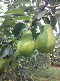 葫芦岛绥中县 15亩 果园 经营权转让