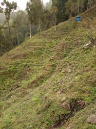 文山马关县 48亩 其它林地 经营权转让