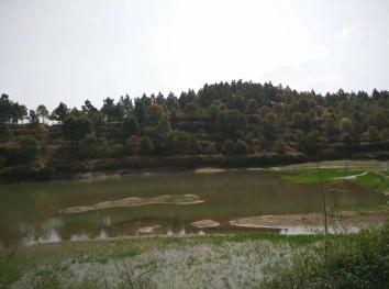 黄石阳新县 100亩 其它林地 经营权出租