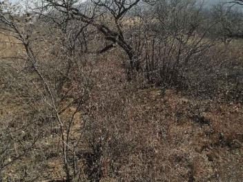 辽宁省朝阳市双塔区5亩果园经营权转让