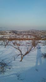 烟台龙口市 100亩 果园 经营权转让