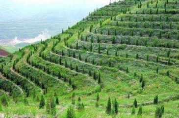 白山临江市256亩林地-有林地经营权转让