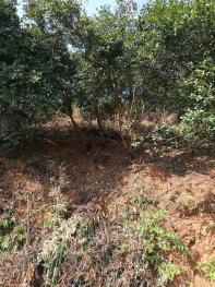 衡阳衡阳县 2500亩 有林地 经营权出租