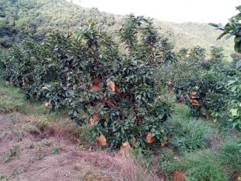 漳州南靖县 22亩 果园 出租