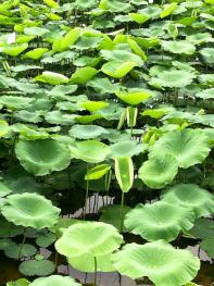 晋中榆社县 700亩 水浇地 经营权出租