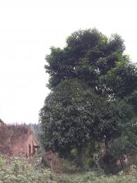 重慶萬州區(qū) 700平方米 農(nóng)村宅基地 使用權(quán)出租