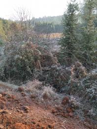 娄底涟源市 100亩 水田 经营权合作