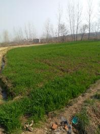 随州曾都区 5亩 水田 经营权出租