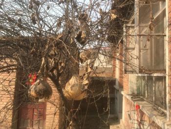 保定容城县 466平米 宅基地 使用权出租