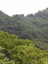 汉中南郑区 500亩 有林地 转让