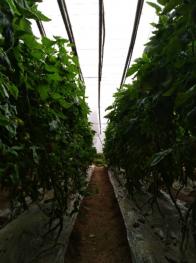 天津蓟州区50亩水浇地经营权合作