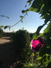 松原前郭爾羅斯蒙古族自治縣 5000平米 宅基地 使用權出租